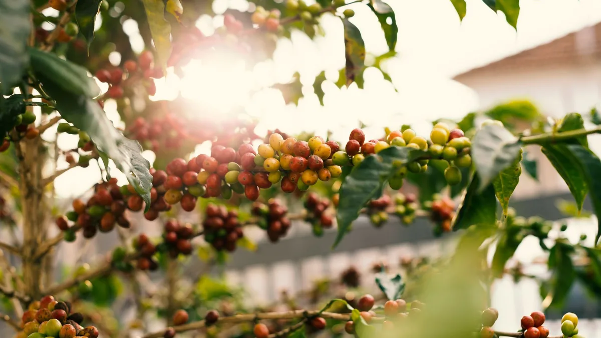 Sunlit coffee plant with ripe cherries on branches, showcasing nature's bounty.